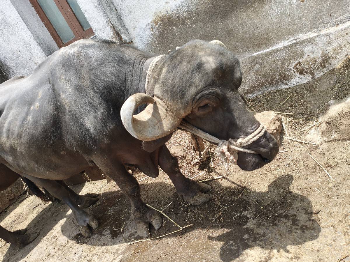 પાડો વેચવાનો છે