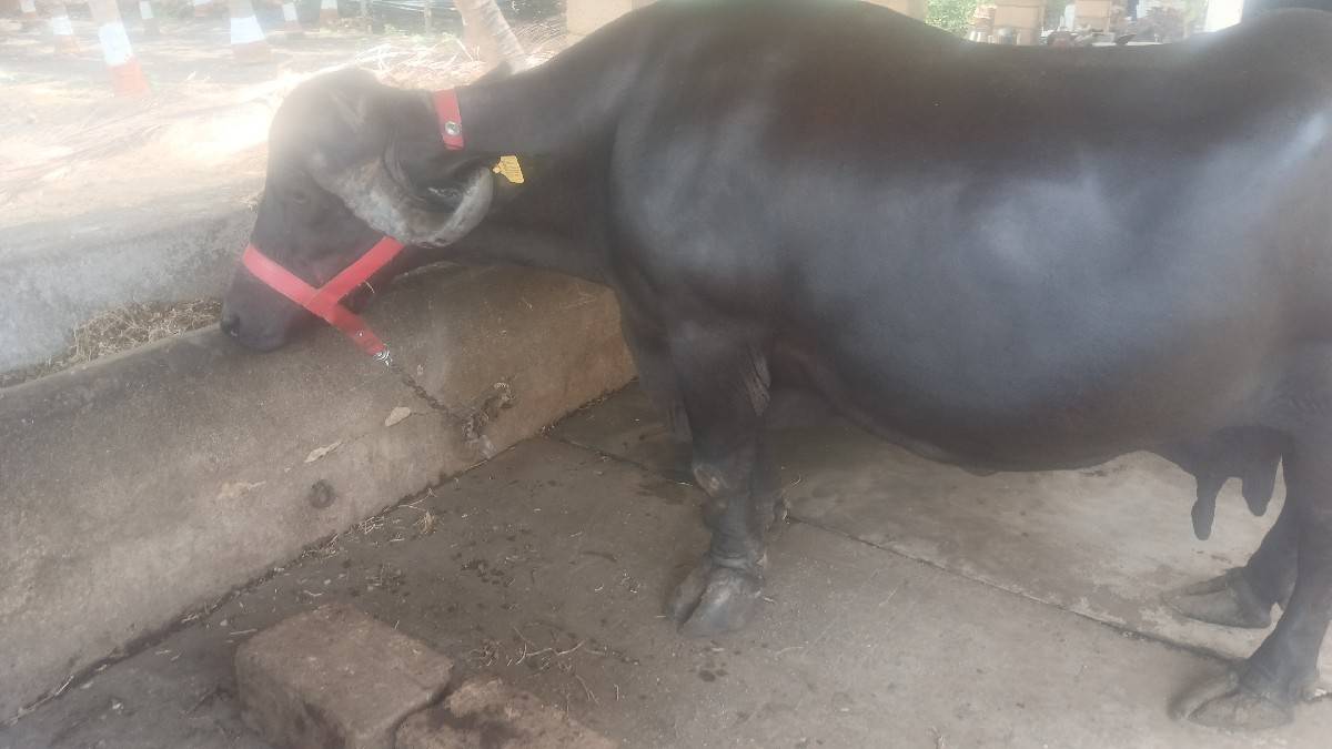 વેચવાની છે