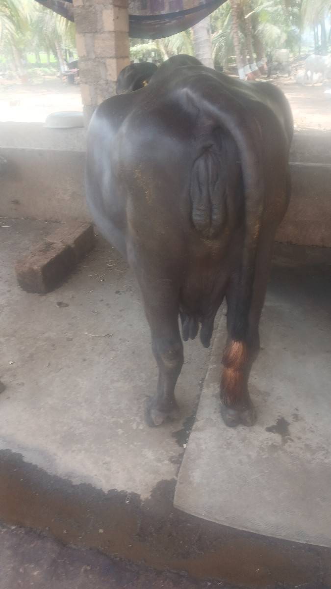 વેચવાની છે