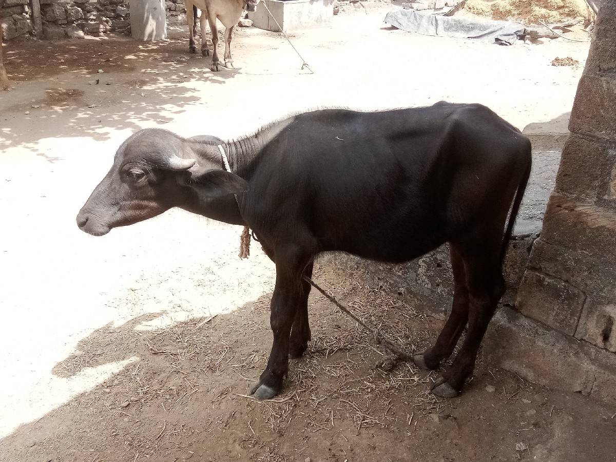 પાડી વેચવાની છે