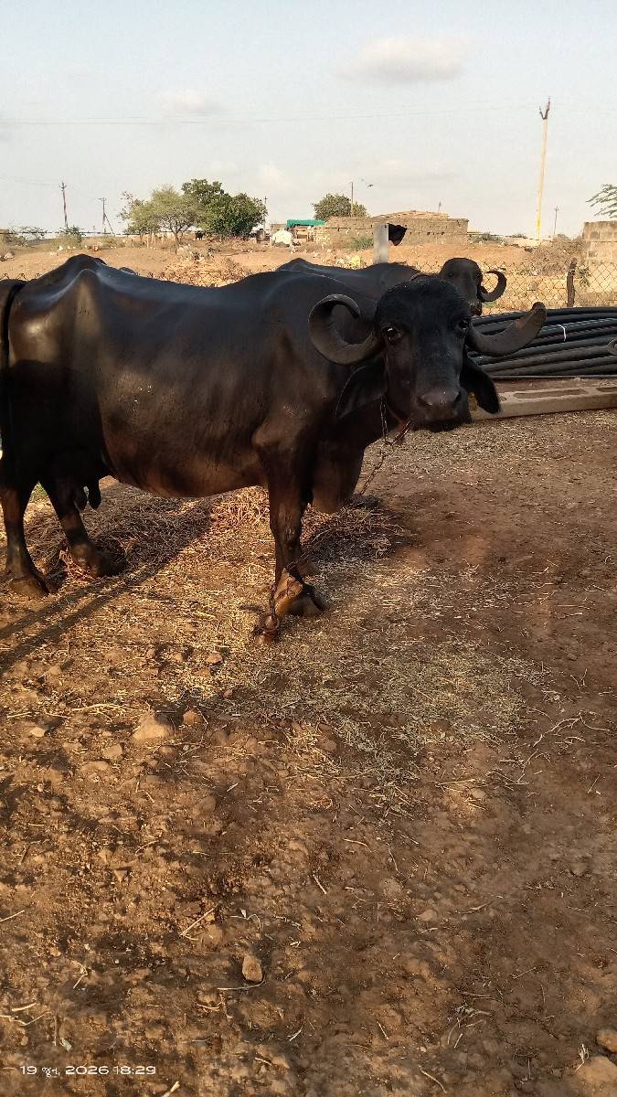 ભેંસ વેચવાની છે