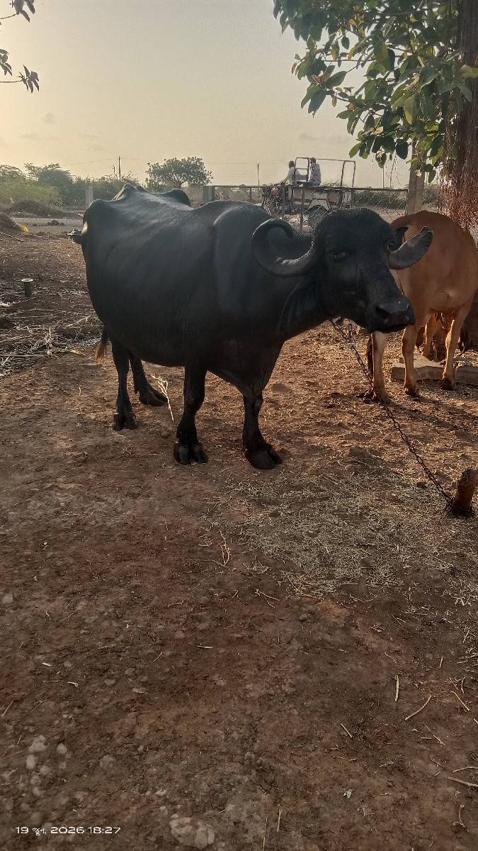 ભેંસ વેચવાની છે