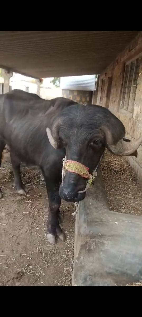પાડો