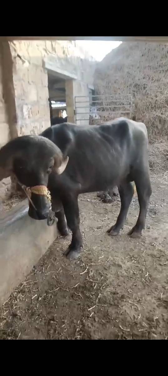 પાડો