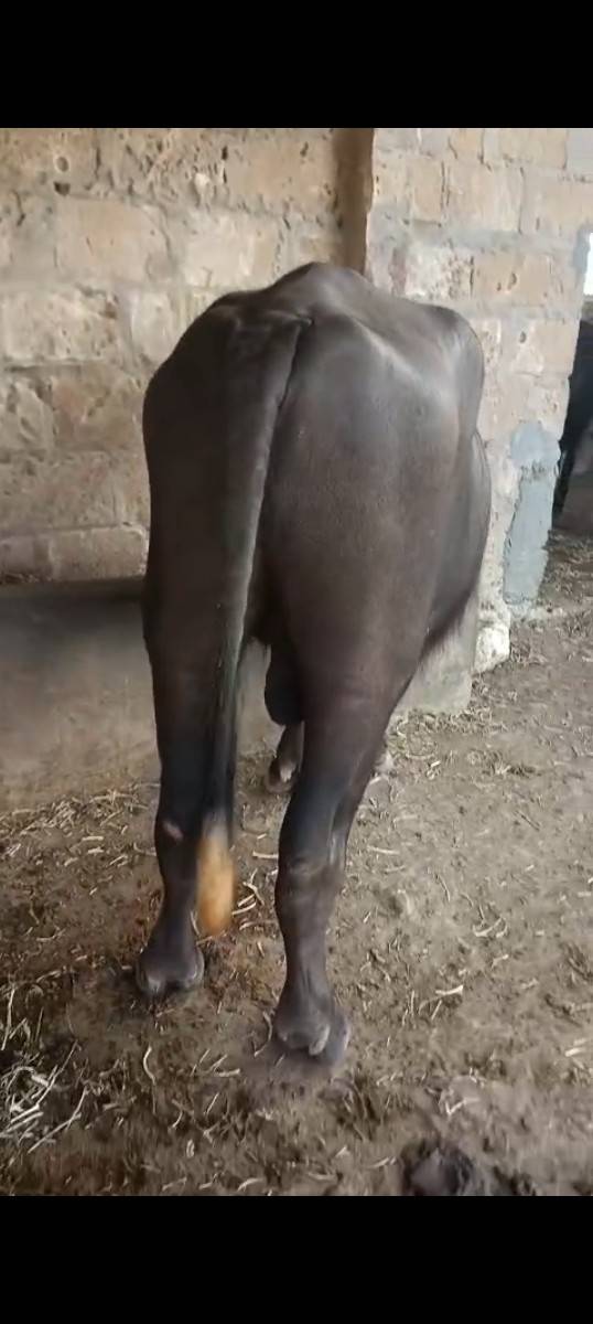પાડો