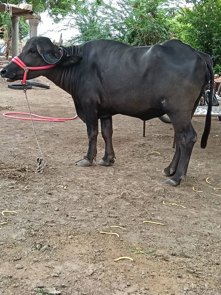 ખડાઈ વેચવાની છે