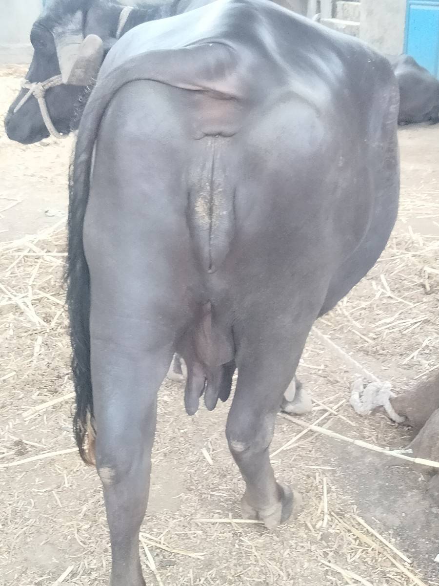 ભેંસ બેસવાની સે