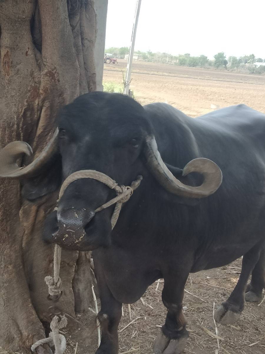 ભેંસ બેસવાની સે