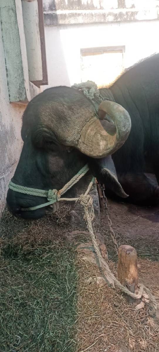 જાફરાબાદી પાડો વેચવાનો છે