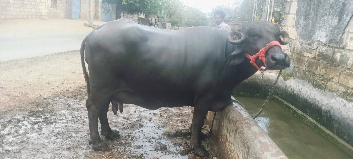 3 વેતર છે