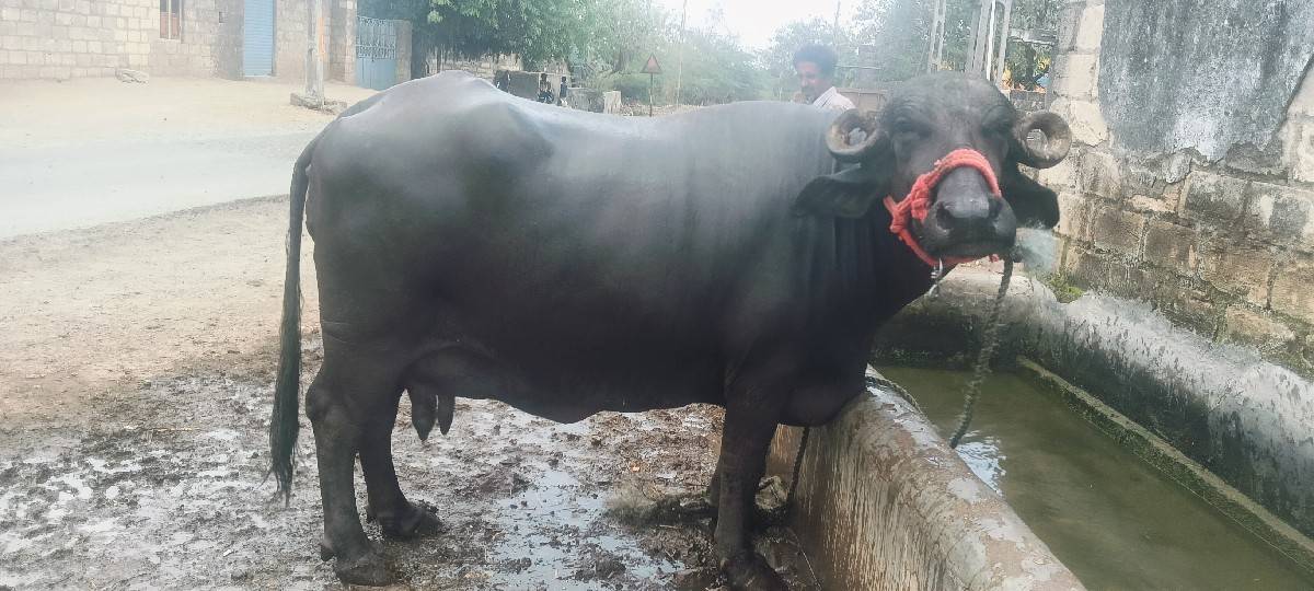 3 વેતર છે