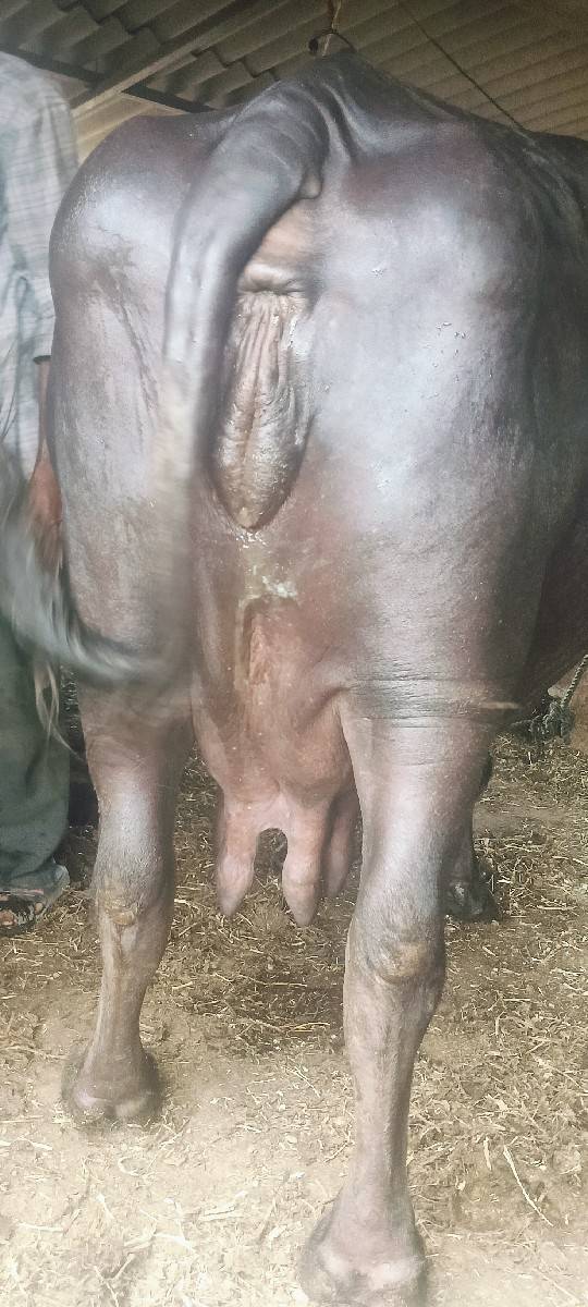 3 વેતર છે