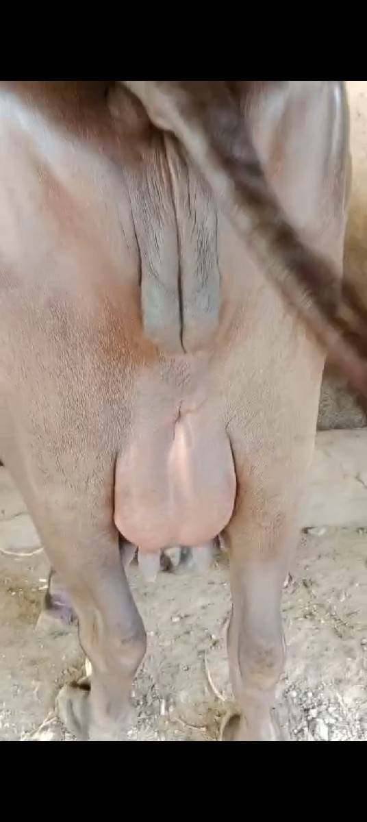 પેલૂ વેતર