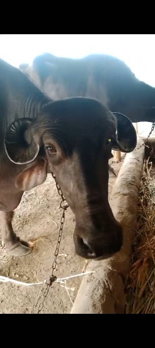 પેલૂ વેતર