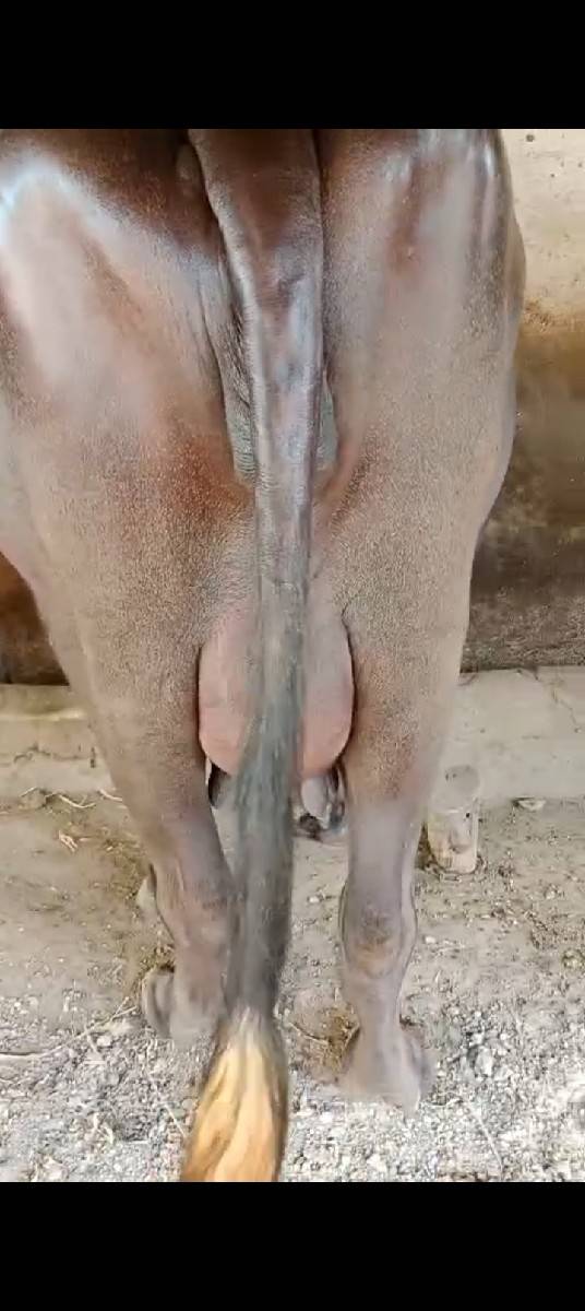 પેલૂ વેતર