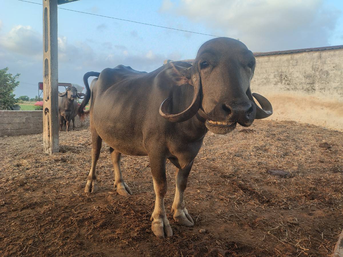 2જુ વેતર