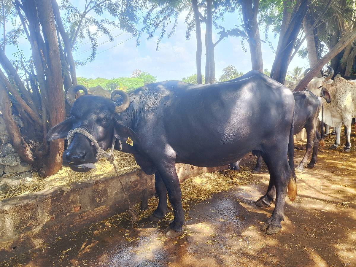 ભેંસ વેચવાની છે