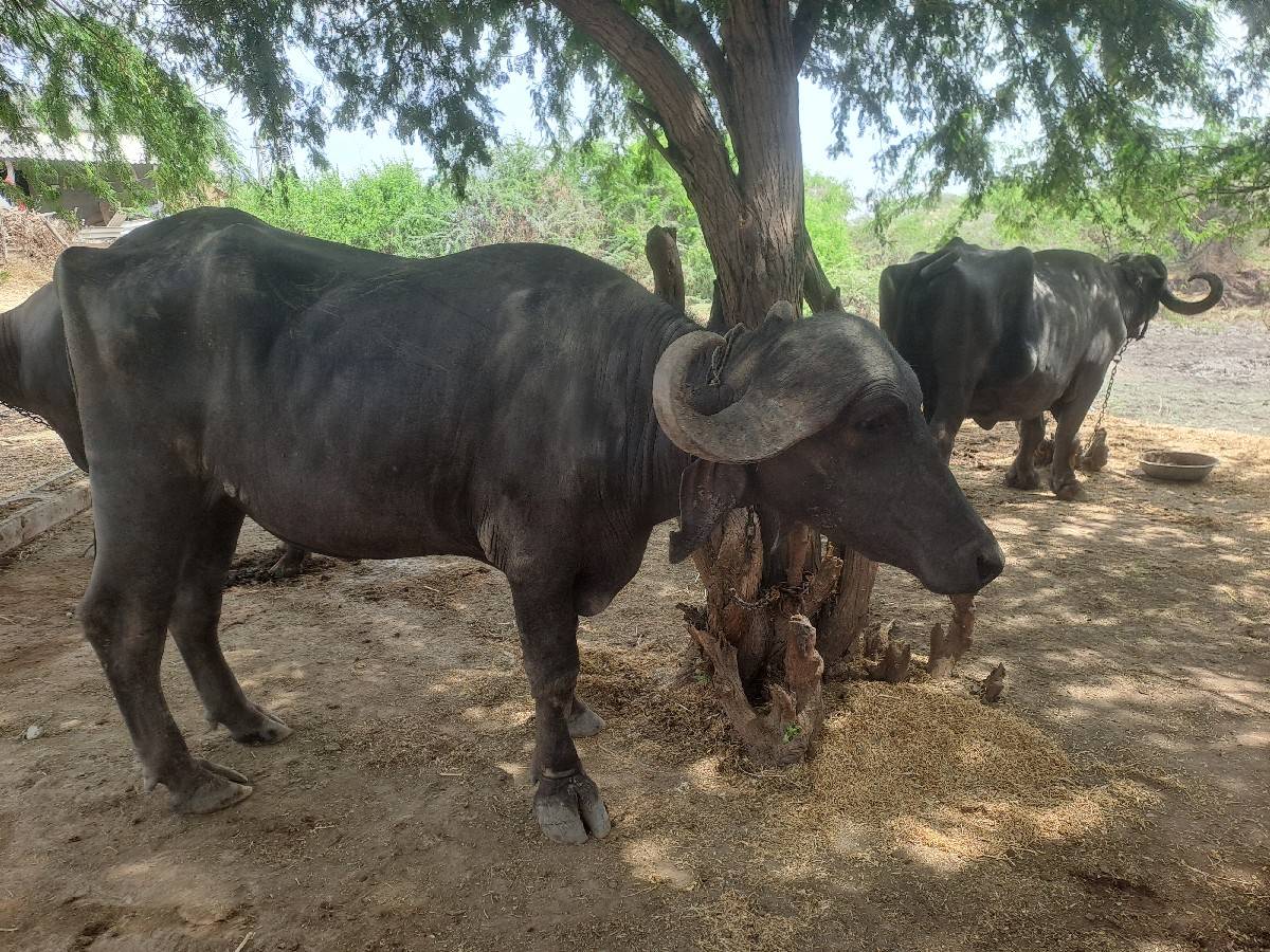 ખડાય