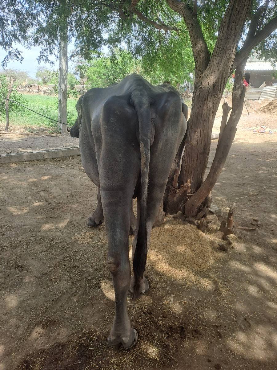 ખડાય