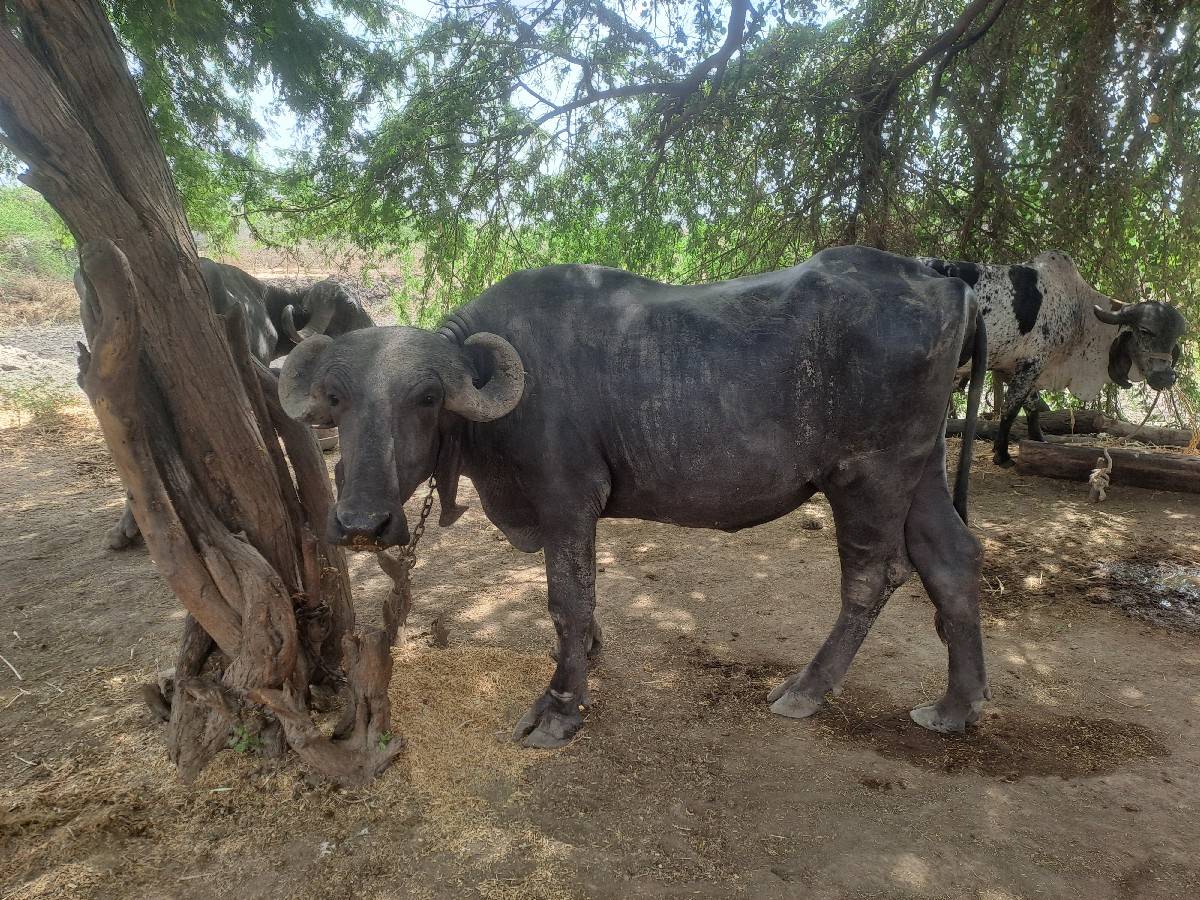 ખડાય