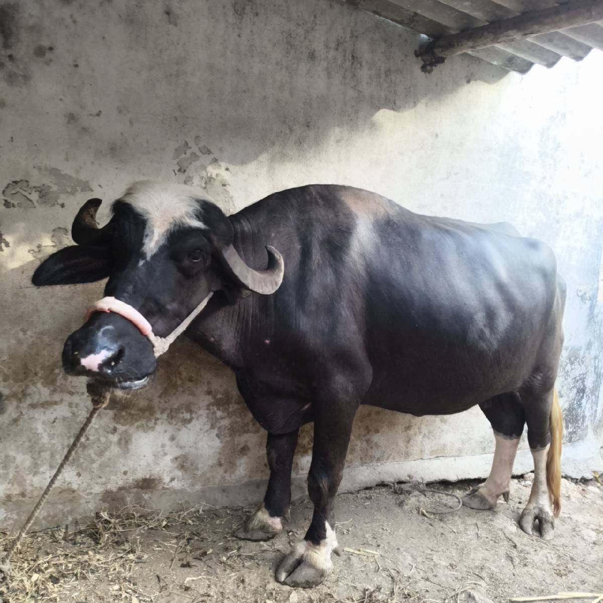 ભેંસ વેચવાની છે