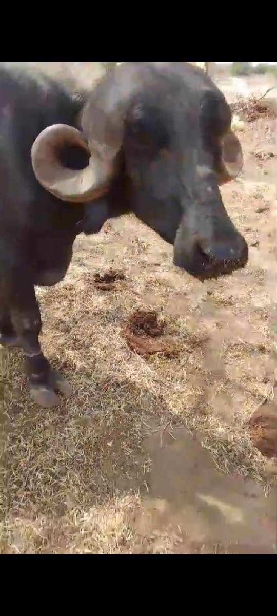 આ ખડેલી વેચવા ની છે