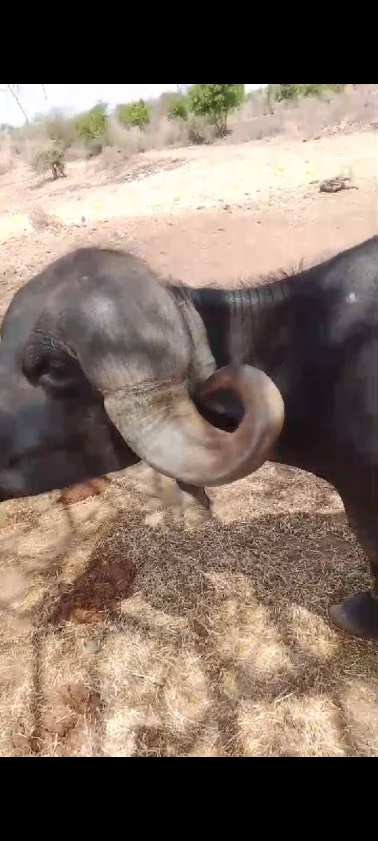 આ ખડેલી વેચવા ની છે