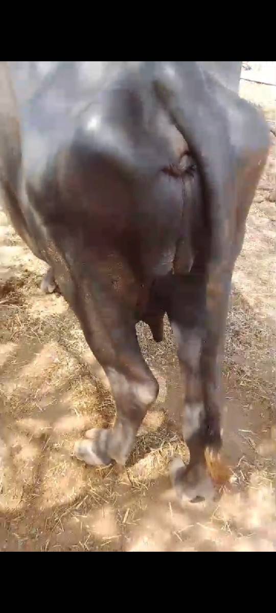 આ ખડેલી વેચવા ની છે