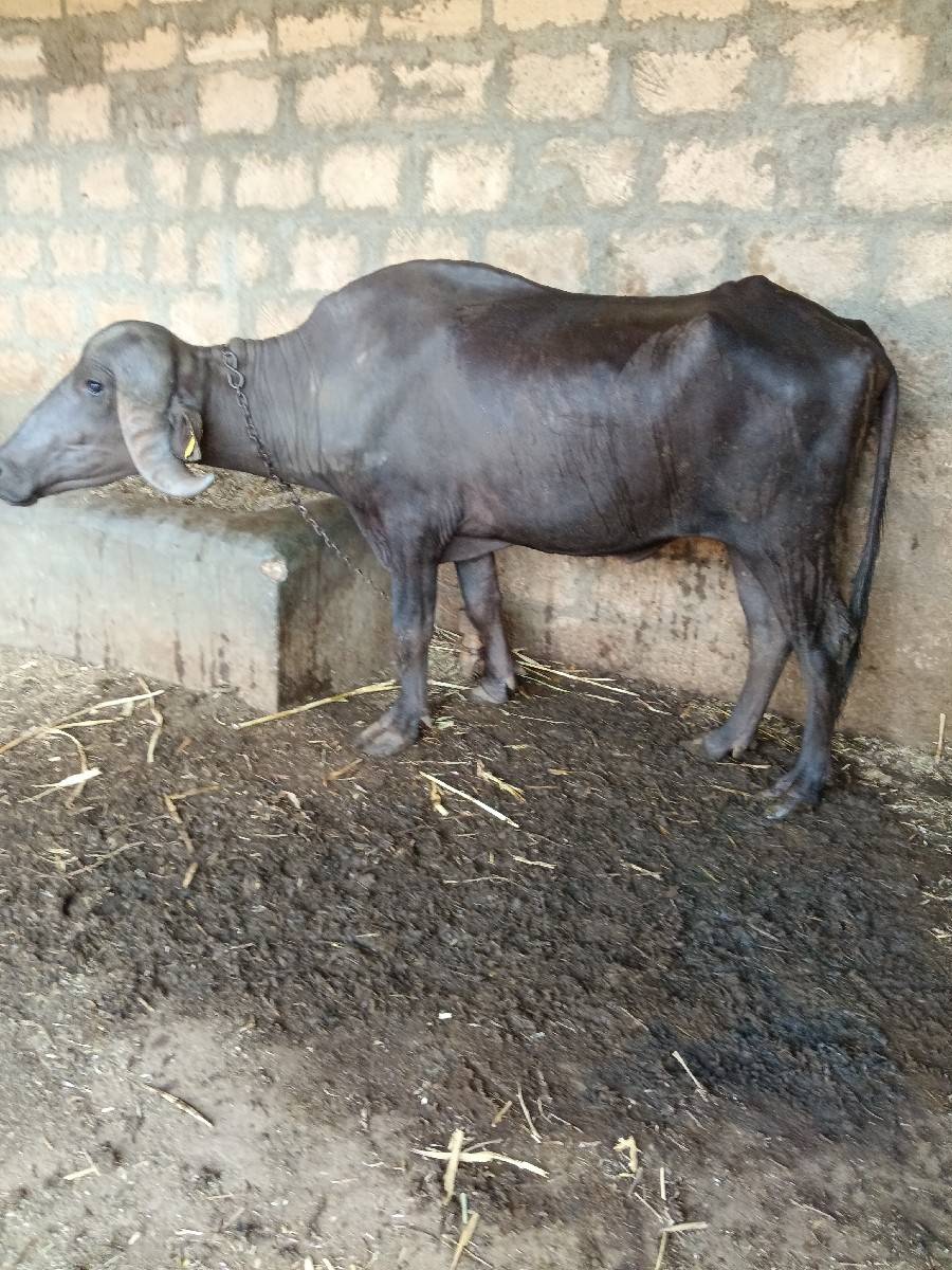 ખદાયસે