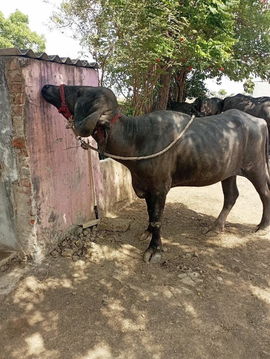2 દાતે પાડી વેચવાની છે.