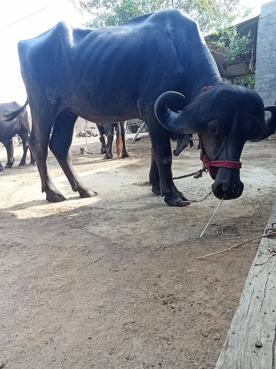 2 દાતે પાડી વેચવાની છે.