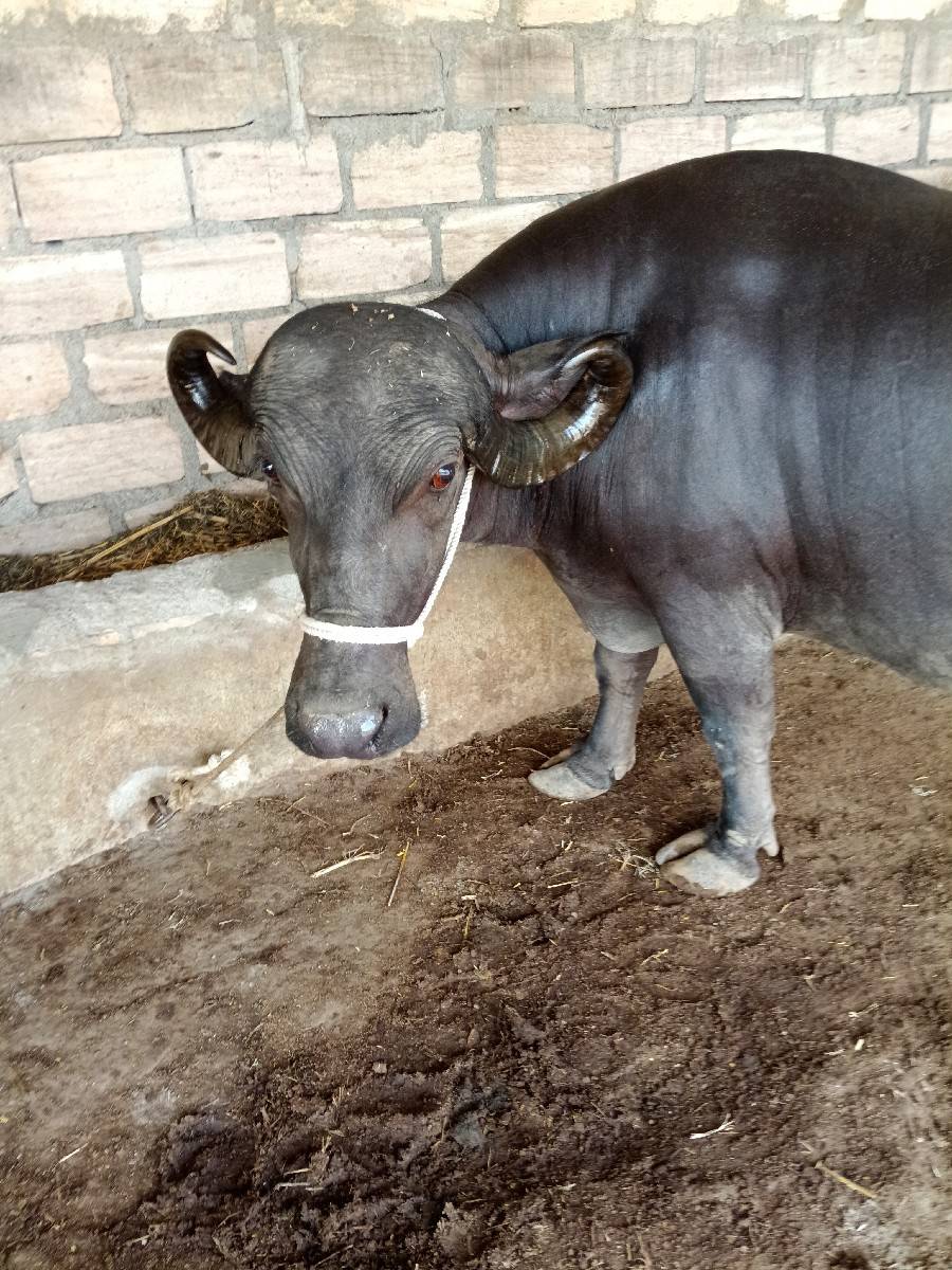 ભેંશ વેચવા ની છે