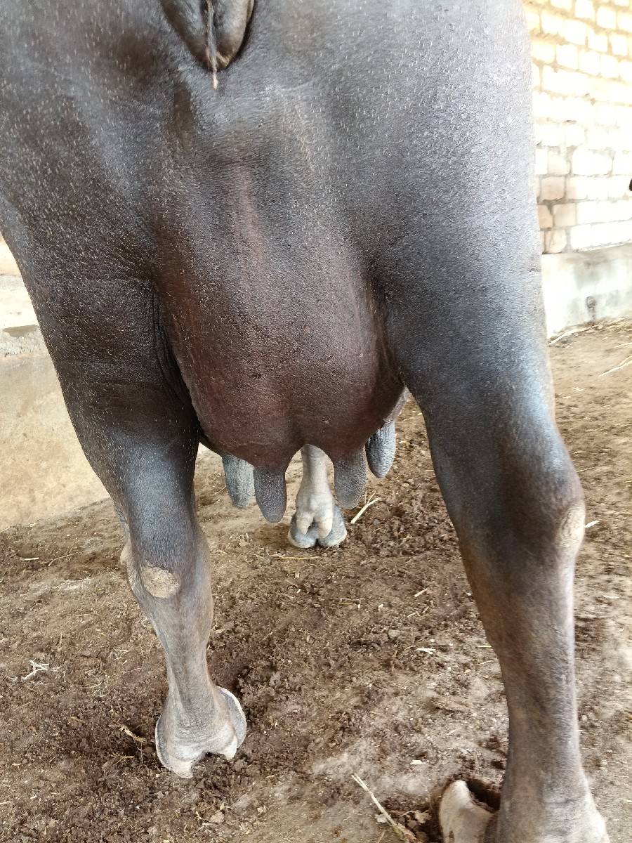 ભેંશ વેચવા ની છે