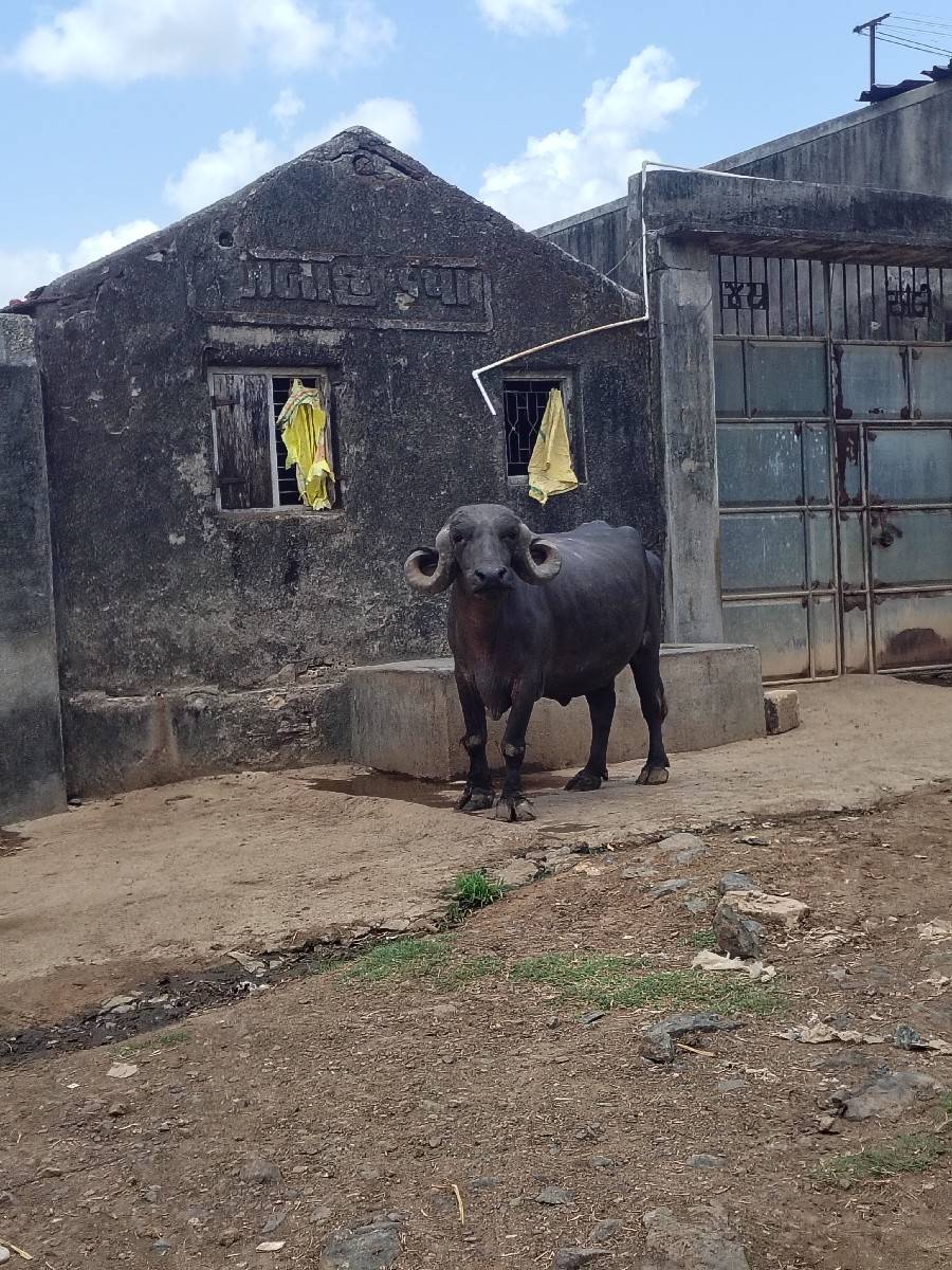 ટોપલ ફેસ વેસવા ની છે