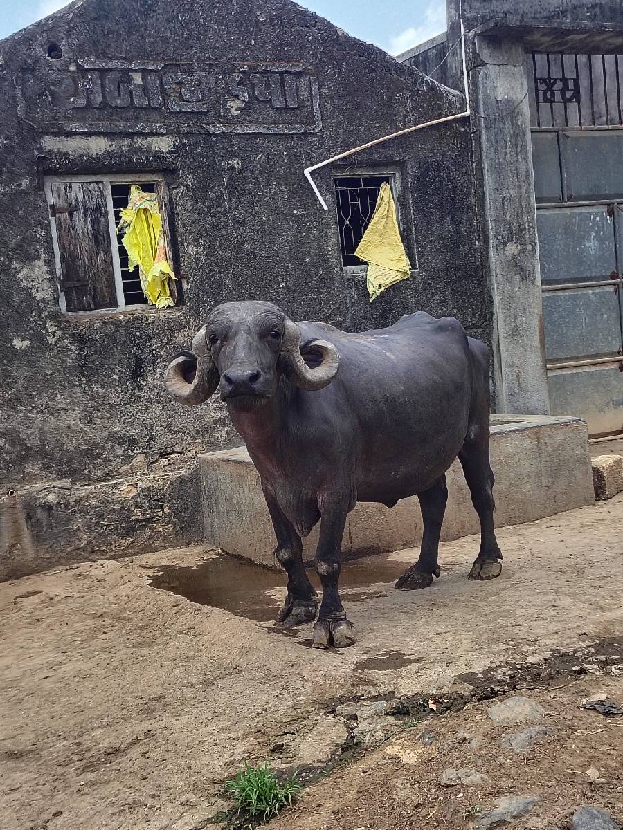 ટોપલ ફેસ વેસવા ની છે