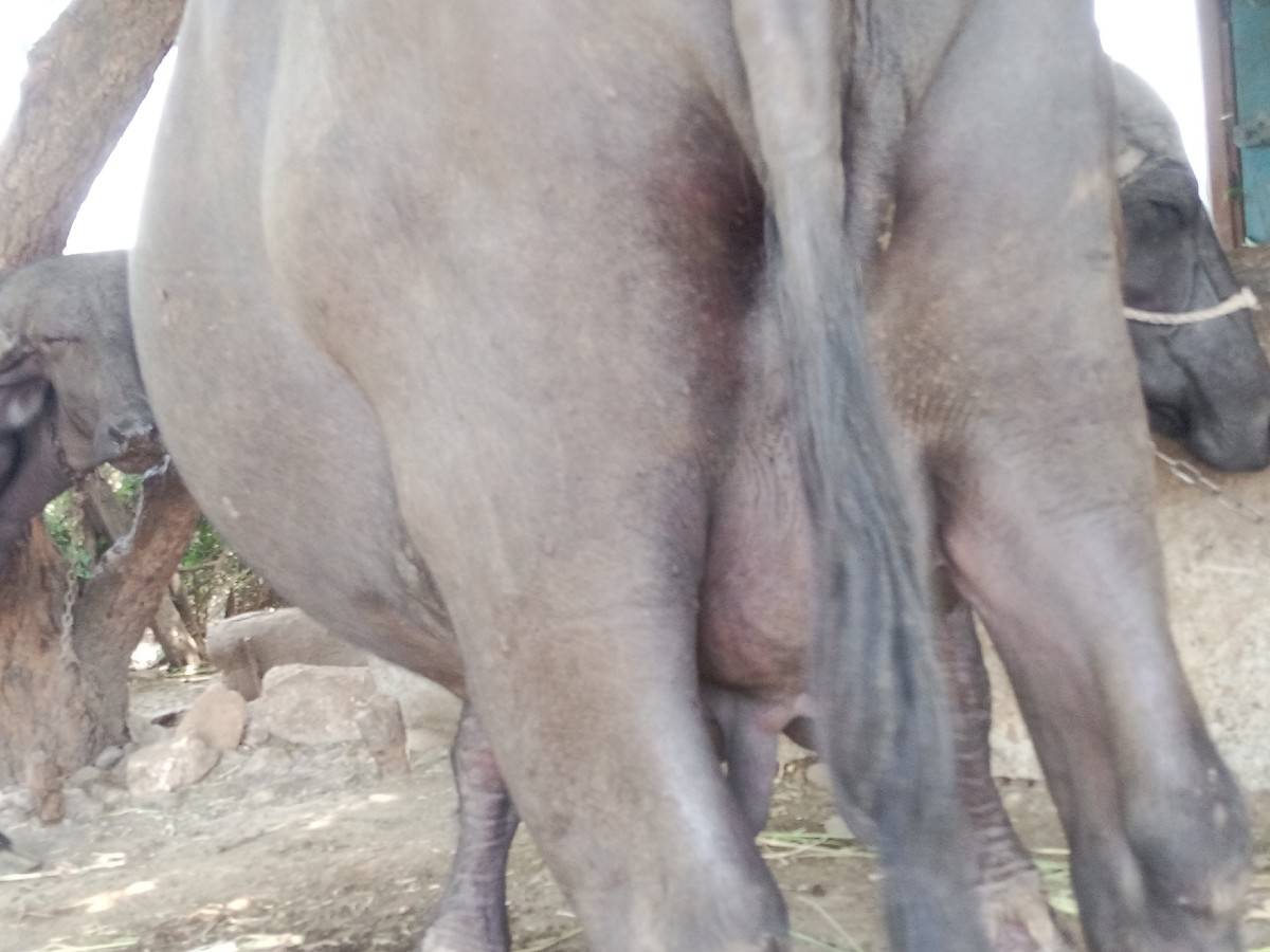 ભેંશ વેચવાની છે વેતર ૨