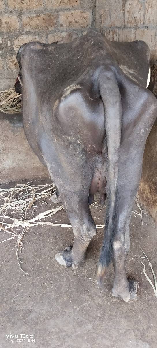 3 vetar bhes