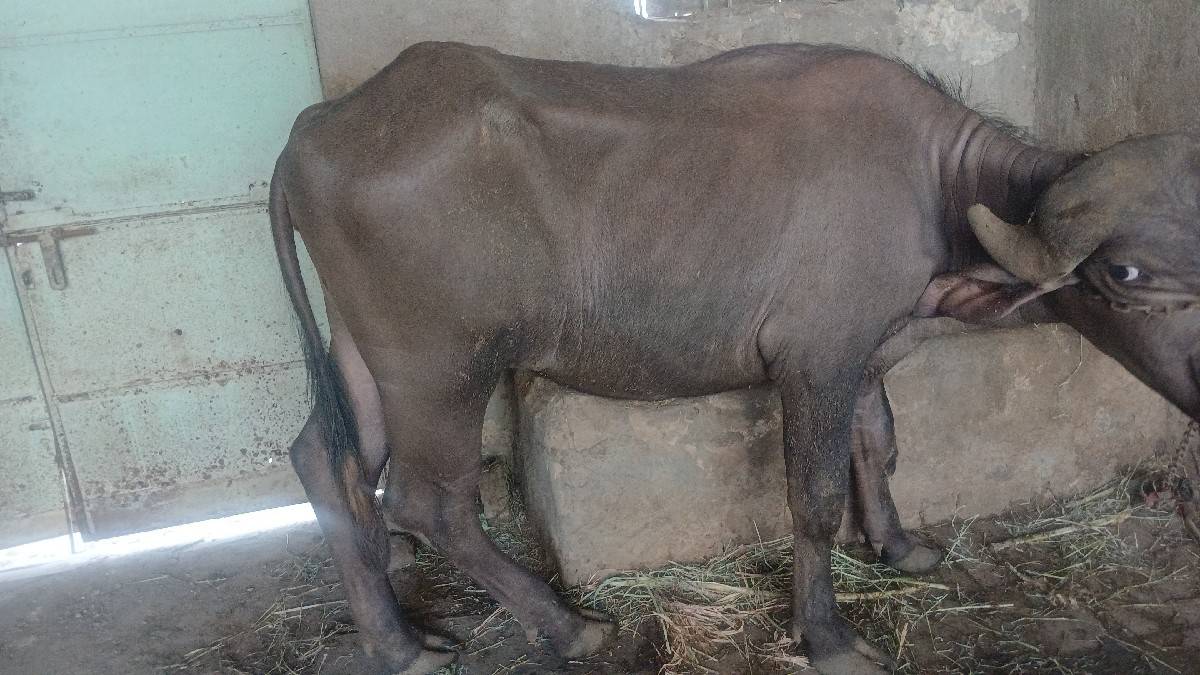 બે વર્ષનું ખડેલ પ્યોર જાફરાબાદી સ
