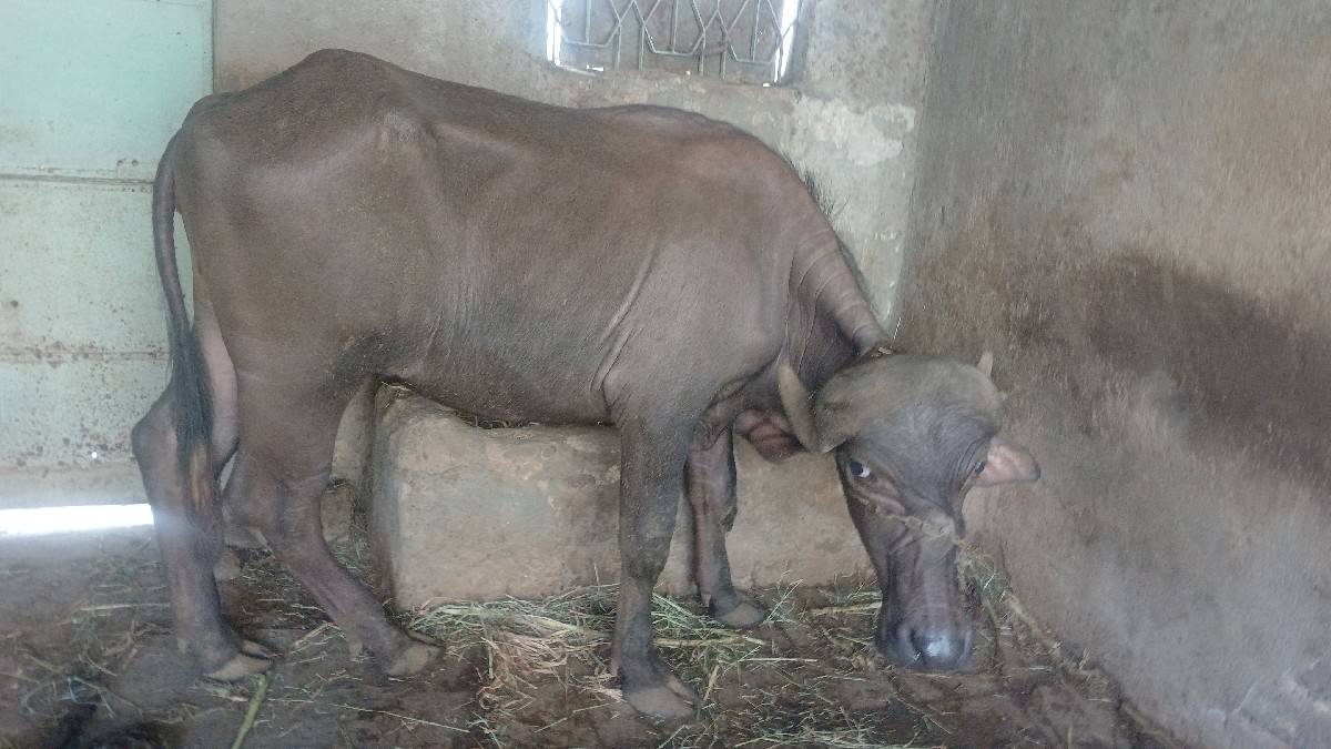 બે વર્ષનું ખડેલ પ્યોર જાફરાબાદી સ