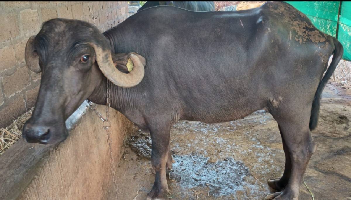 ખડેલી વેશવાની સે