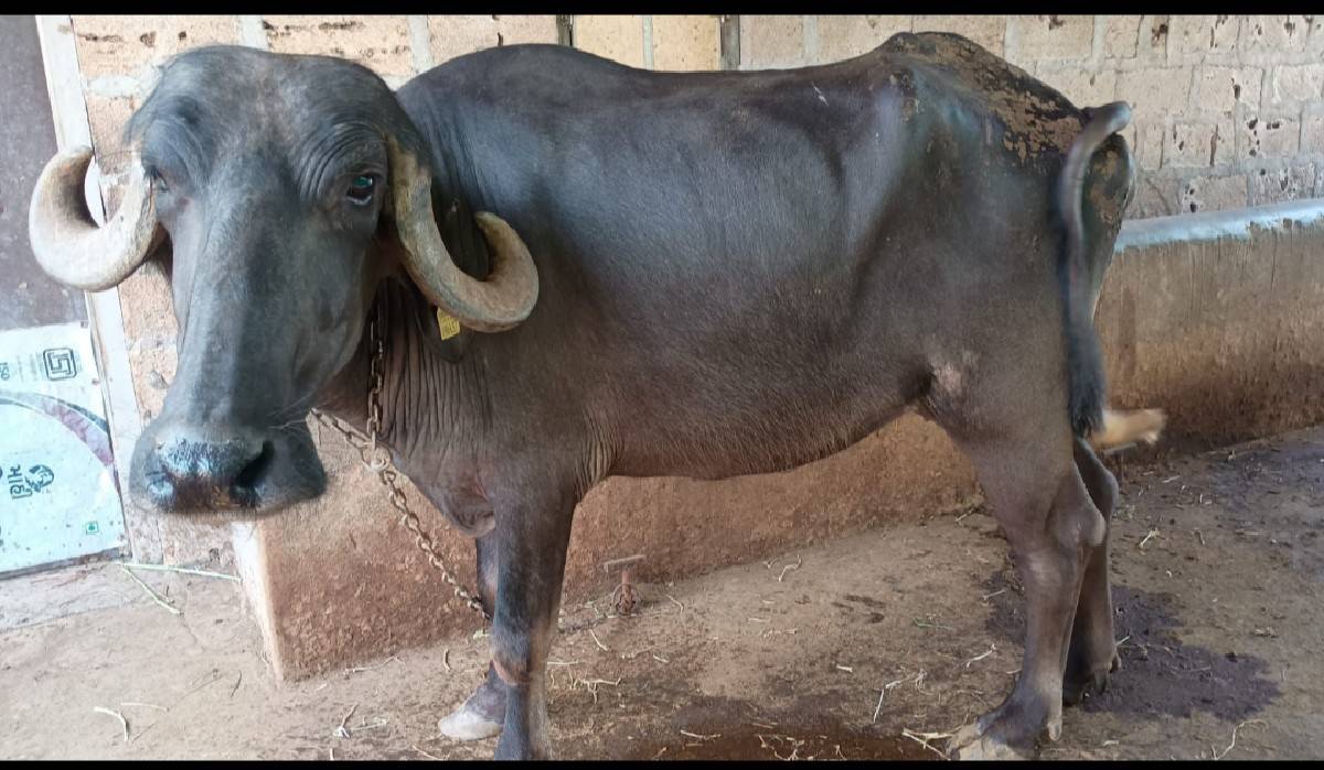 ખડેલી વેશવાની સે