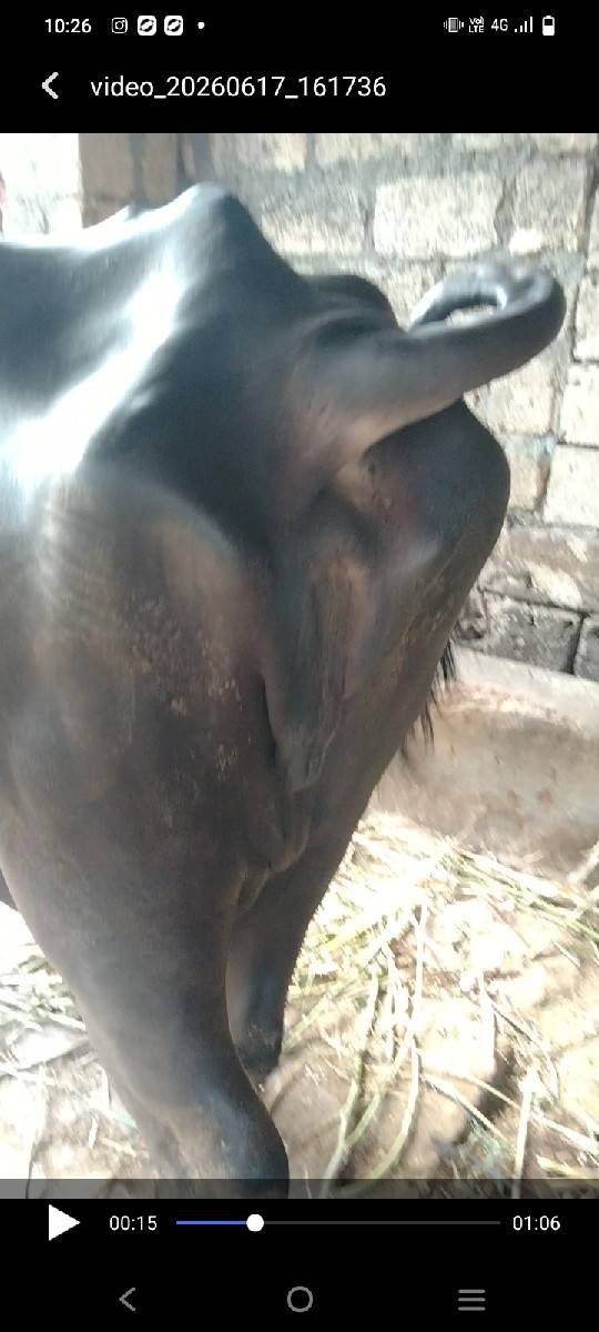 bhesh vechavanise