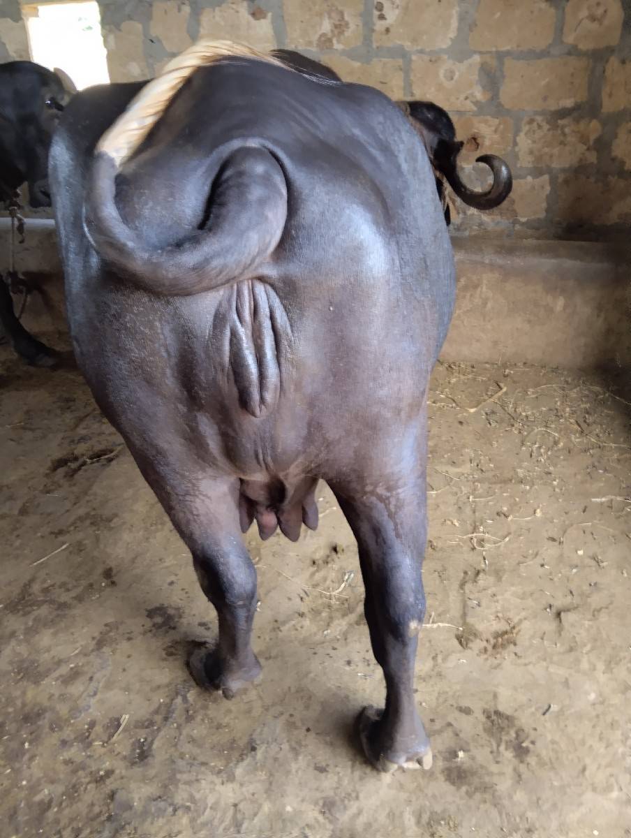 ભેંશ વેશવા ની છે
