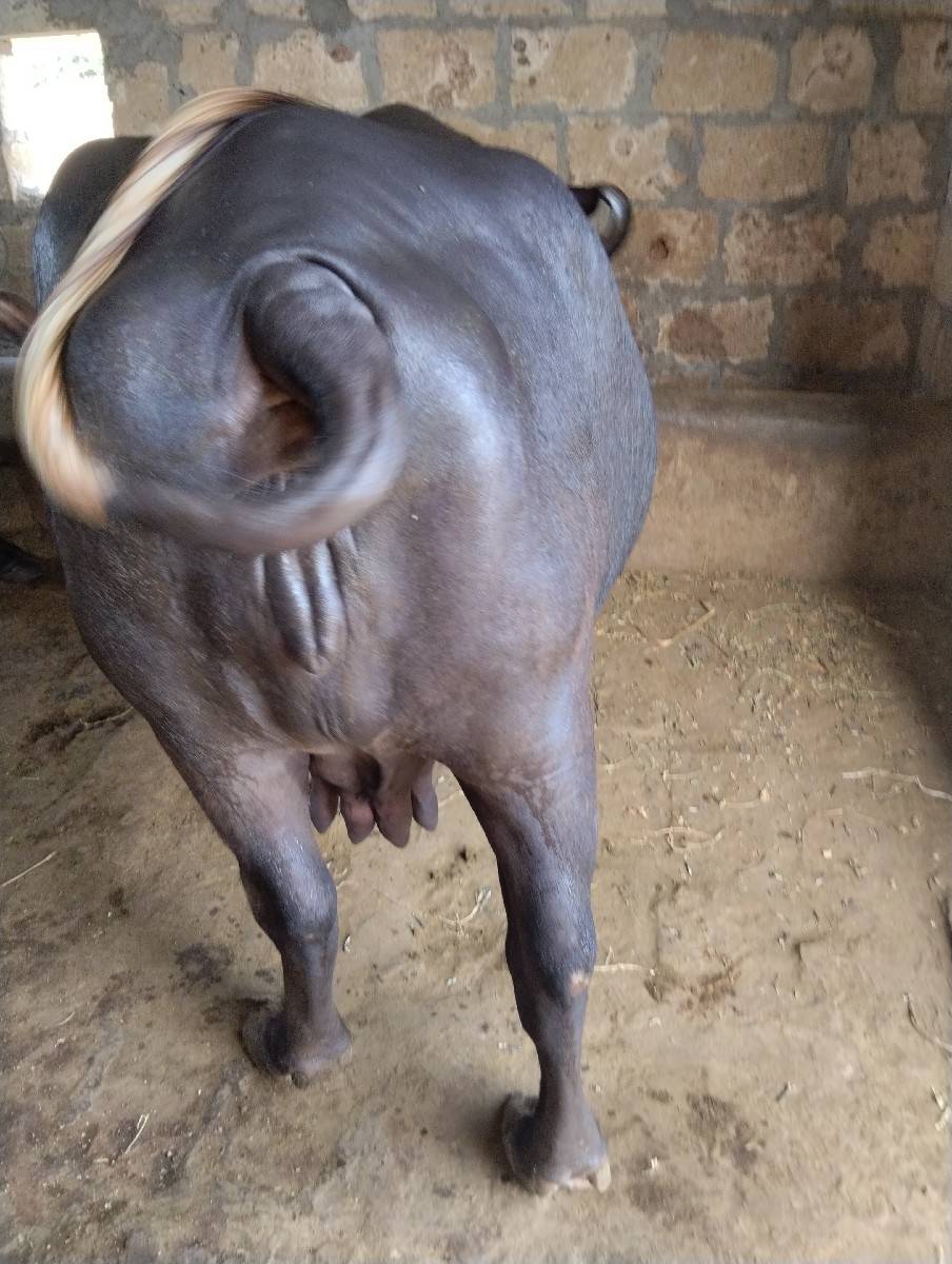 ભેંશ વેશવા ની છે