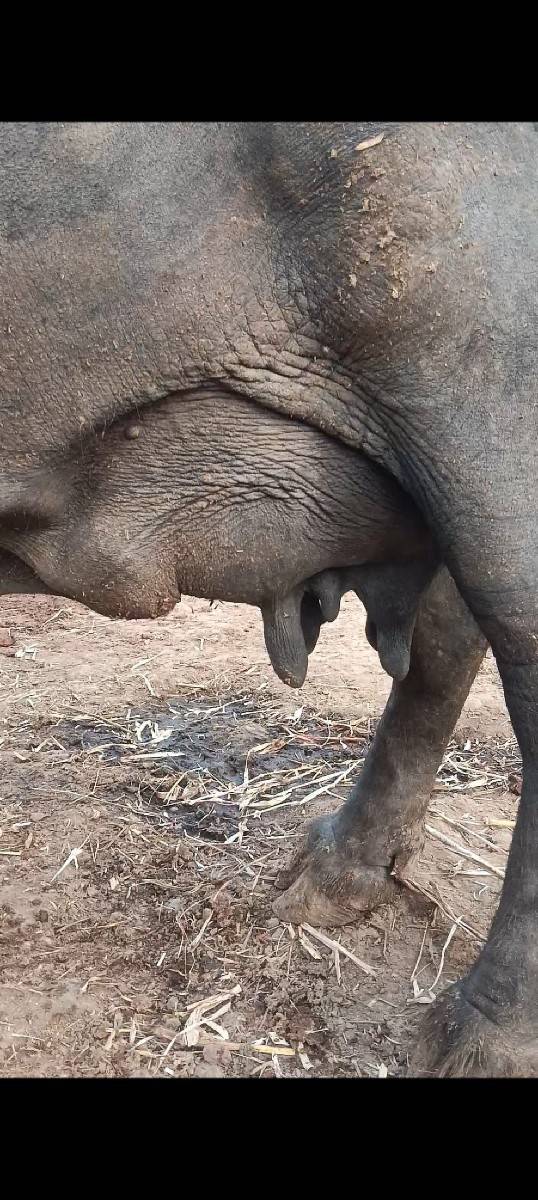 ભેંસ અને પાડો 2 વેચવાના છે..