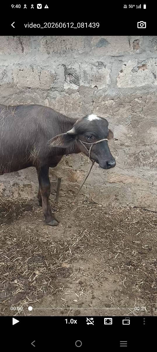 ભેંસ અને પાડો 2 વેચવાના છે..