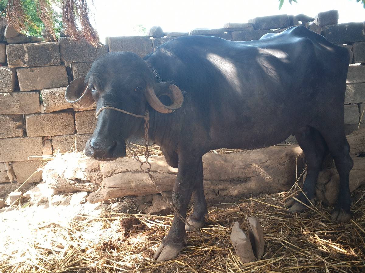 ભેંસ