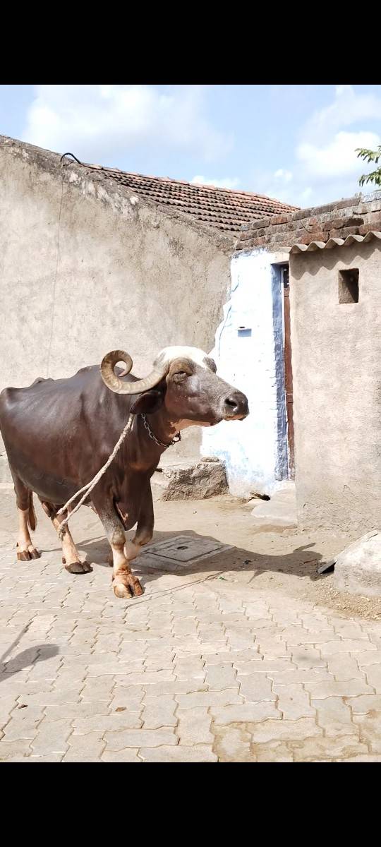 ભેંસ વેચવાની છે
