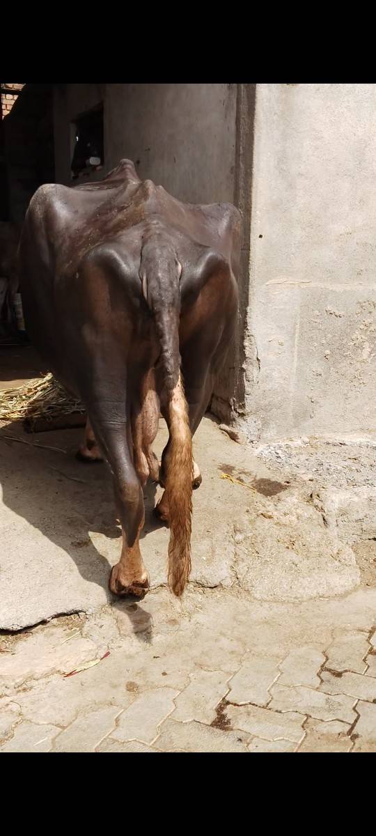 ભેંસ વેચવાની છે