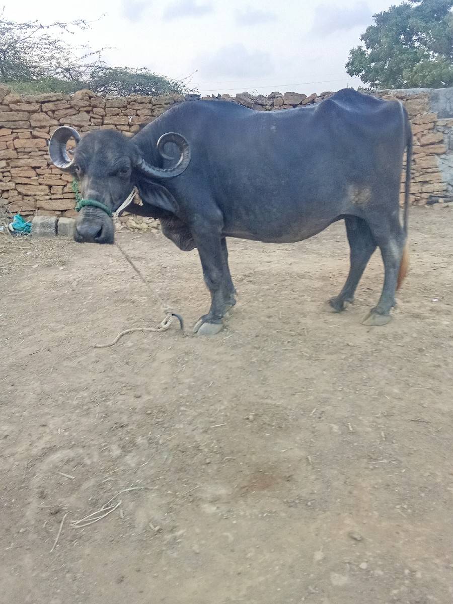 bhes vechvani che
